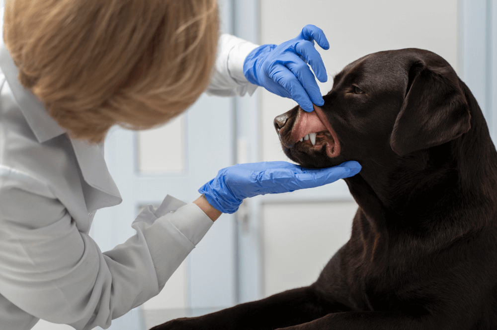 The Importance of Dental Care for Your Pet’s Overall Health